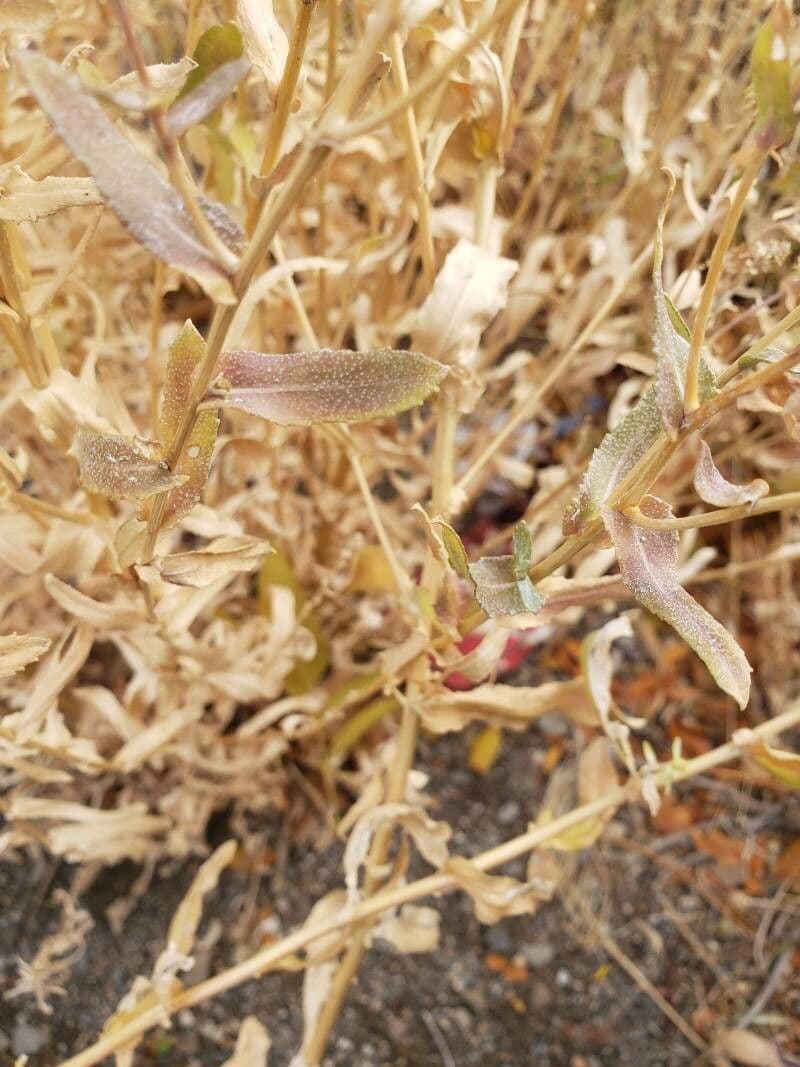 Grindelia 5