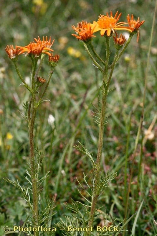Senecio grigio 26