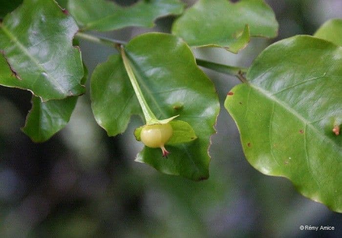 Phyllanthus 3