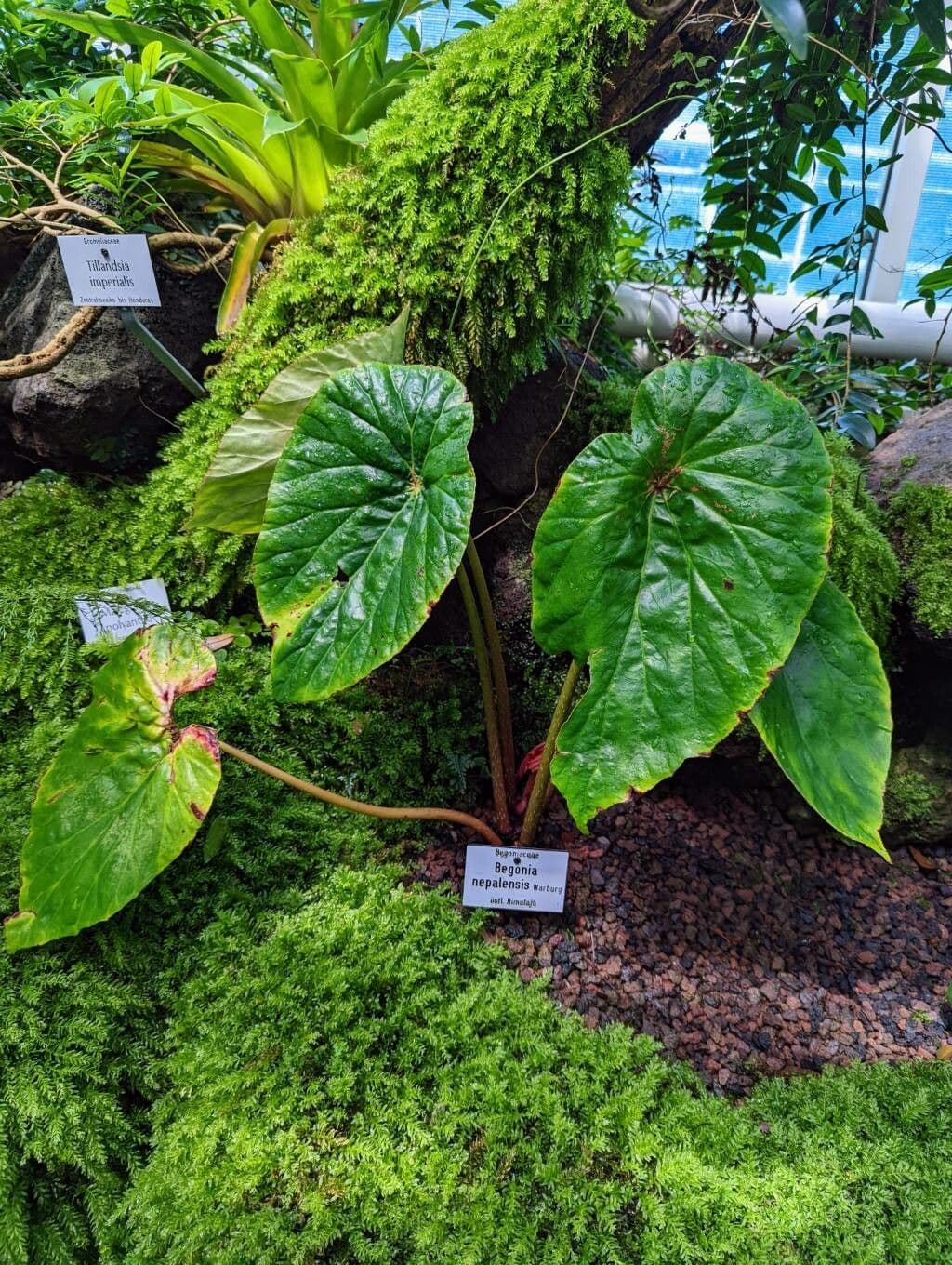 Begonia 2
