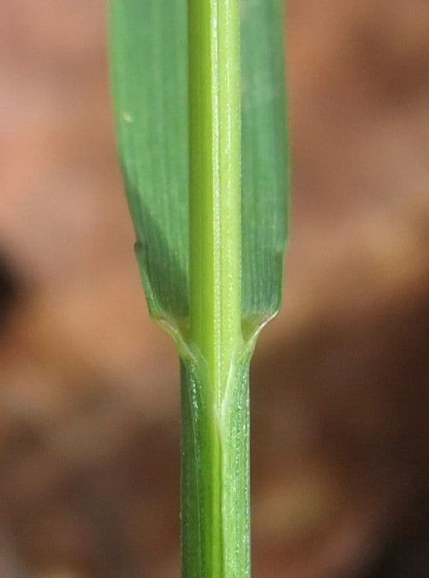 Erba perla pendula 19