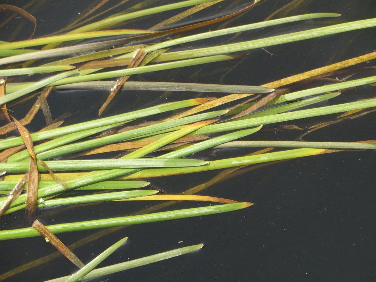 Vallisneria a spirale 12