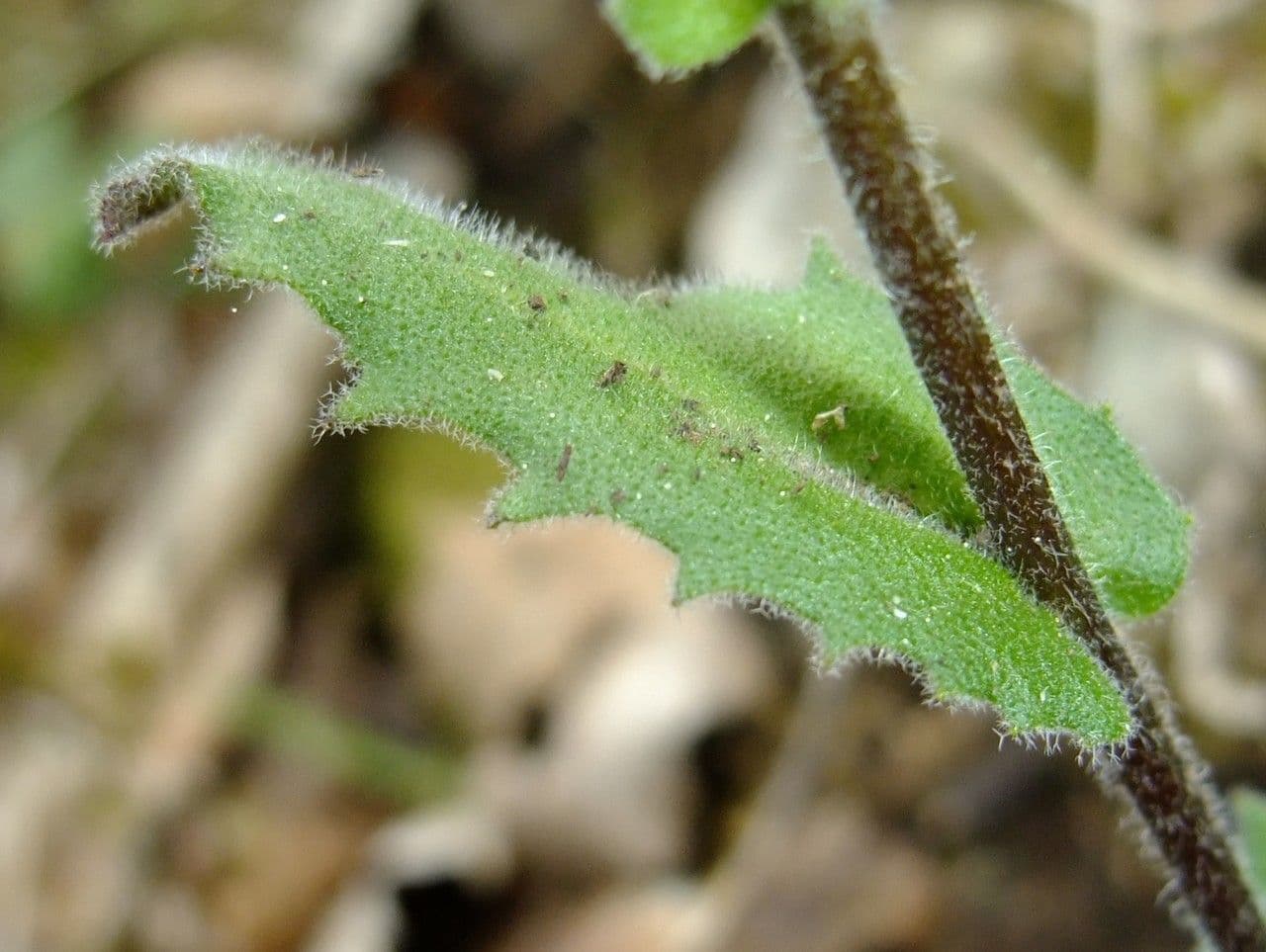 Arabis nova 15