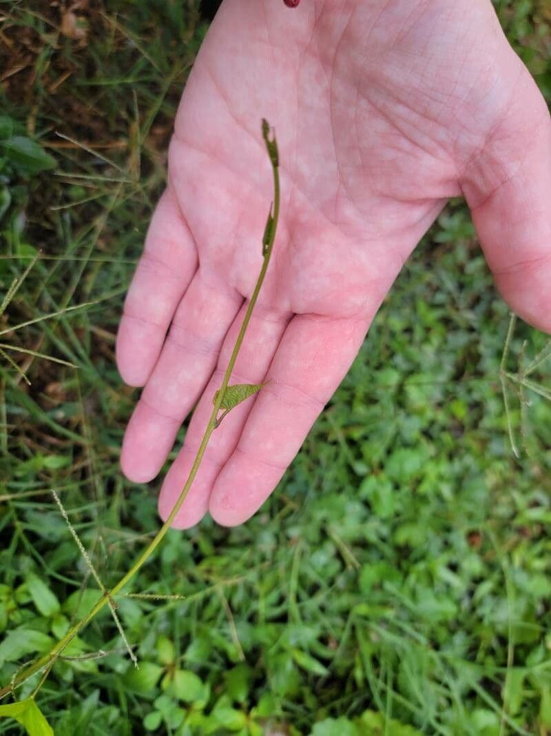 Ipomoea lacunosa 24