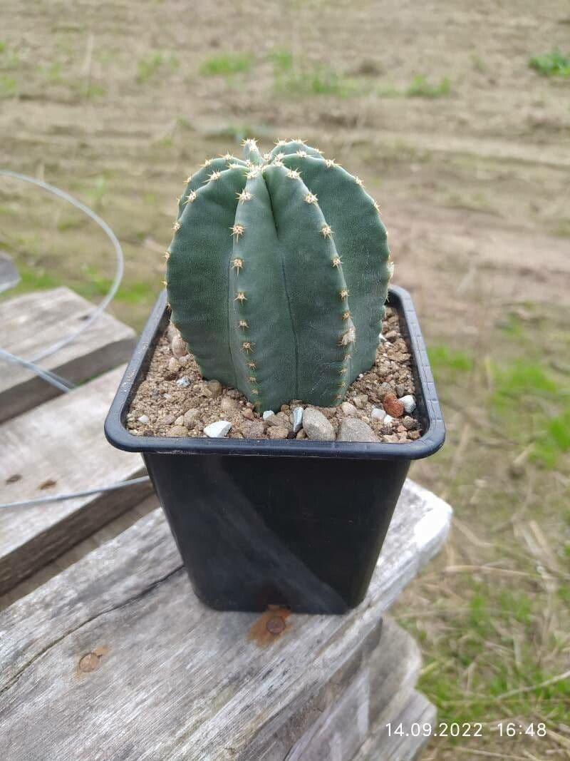 Cactus riccio 7