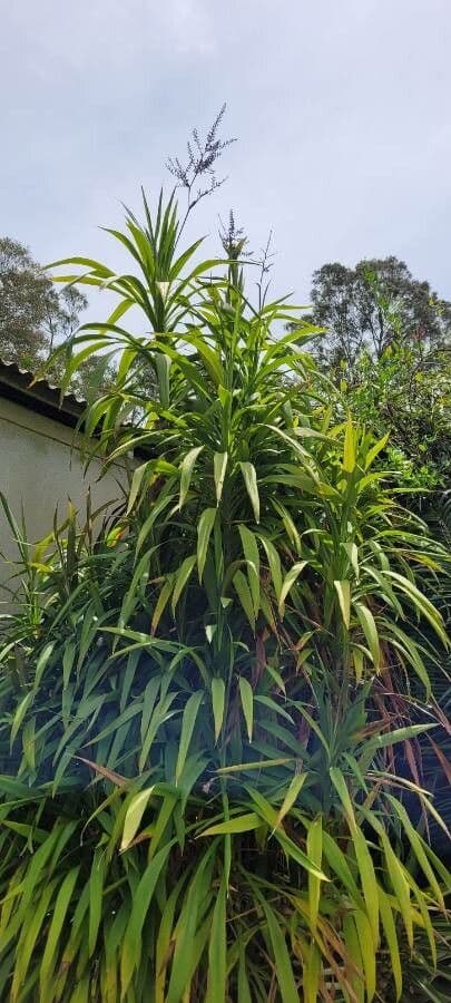 Cordyline stricta 15