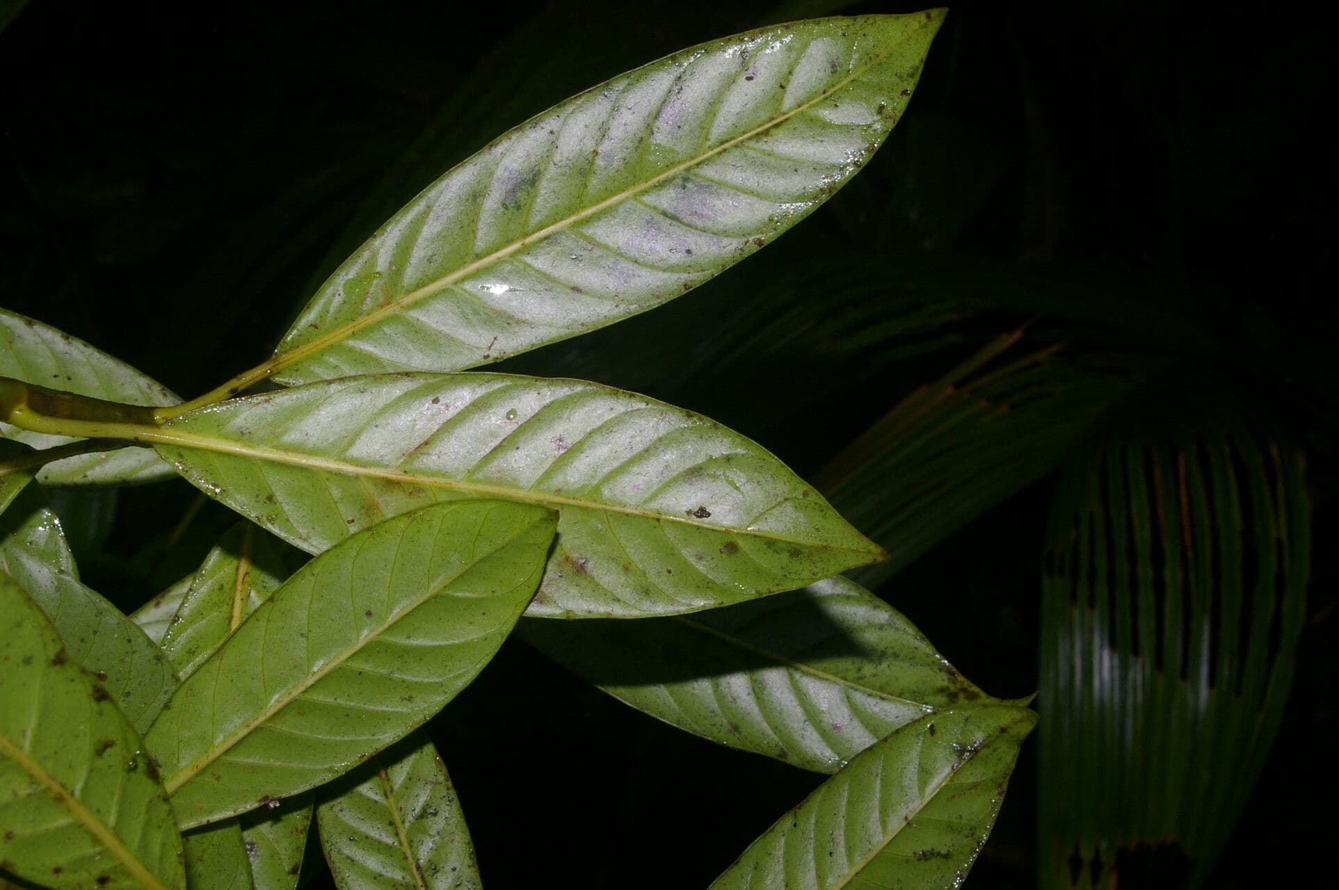 Chrysochlamys 9