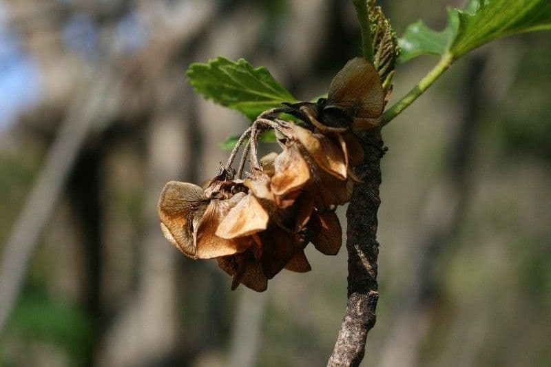Dombeya