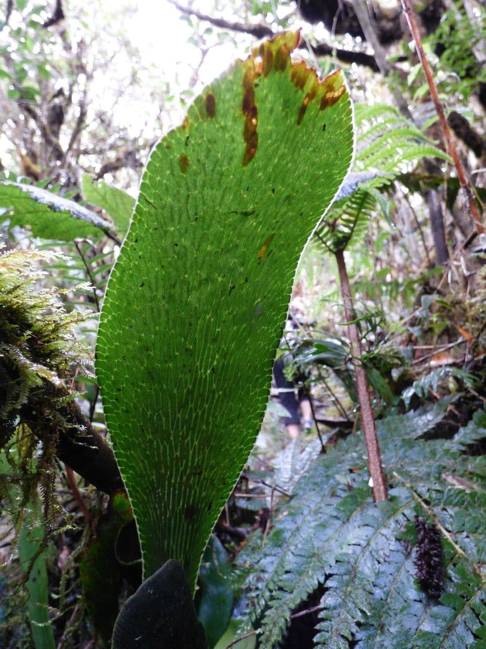 Antrophyum 10
