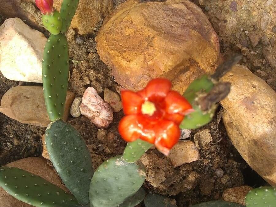 Tacinga 4