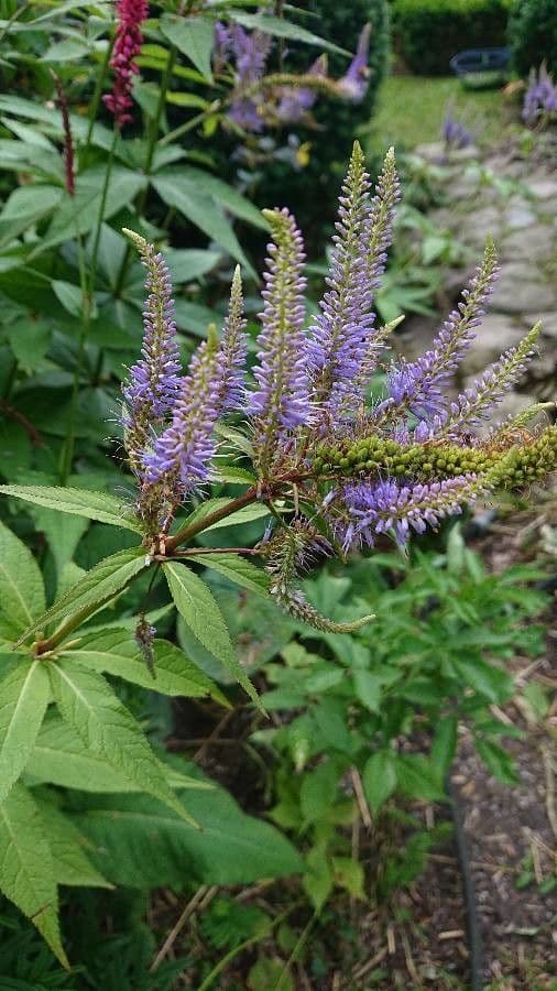 Veronicastrum 5