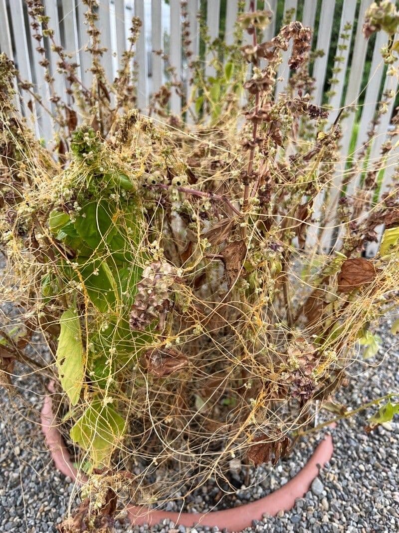Cuscuta 18