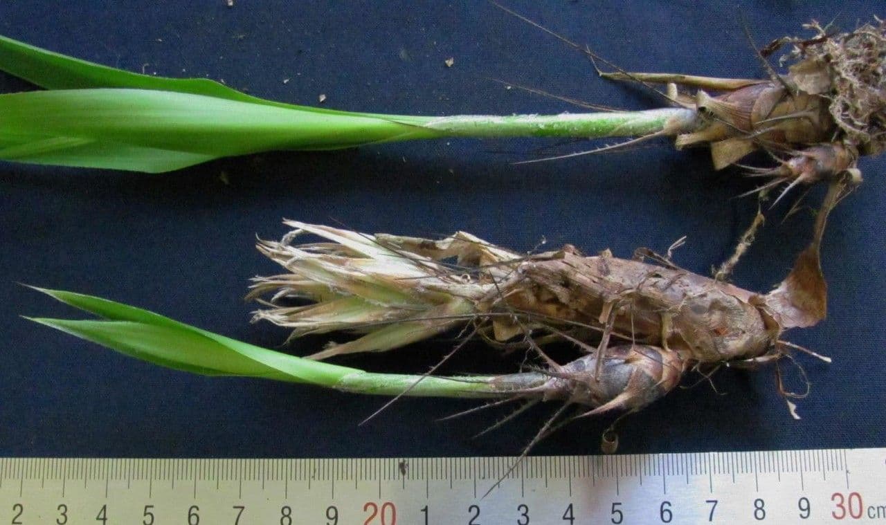 Pitcairnia 2
