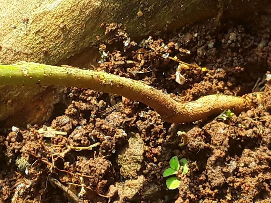 Acetosa di Barrelier 20