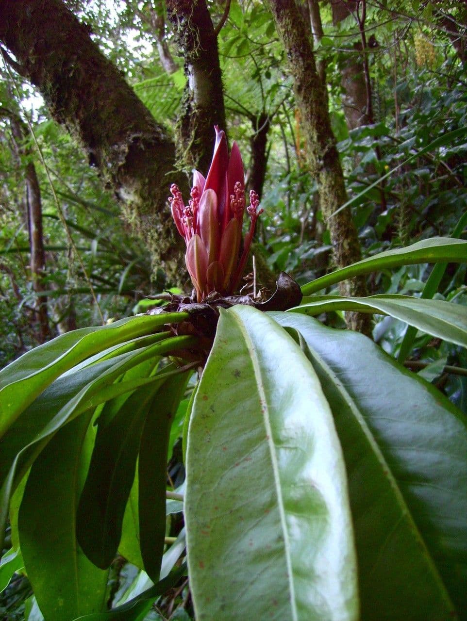 Badula 8