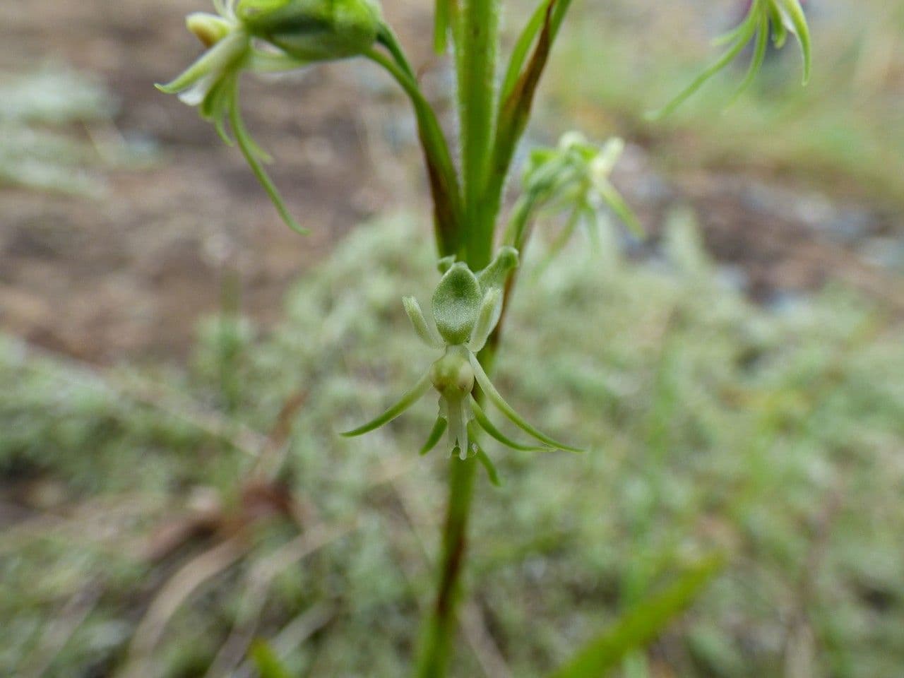 Orchidea 2