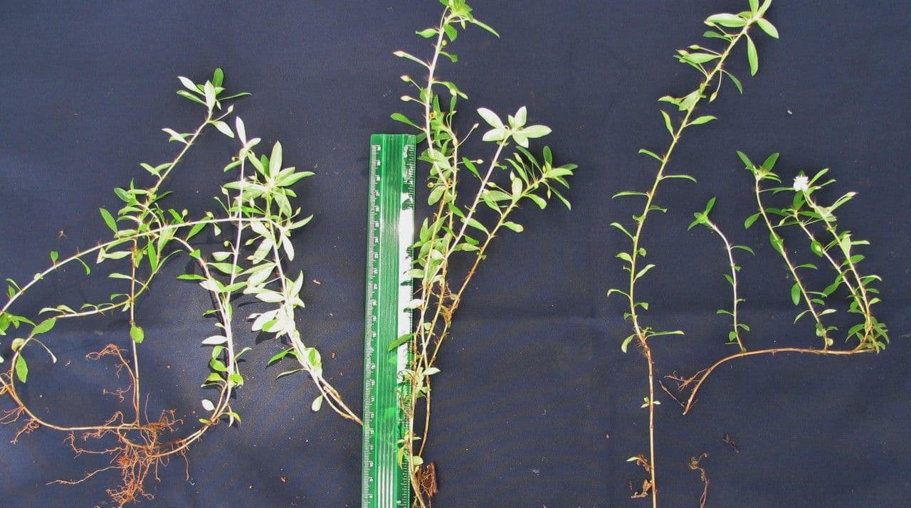 Sauvagesia 25