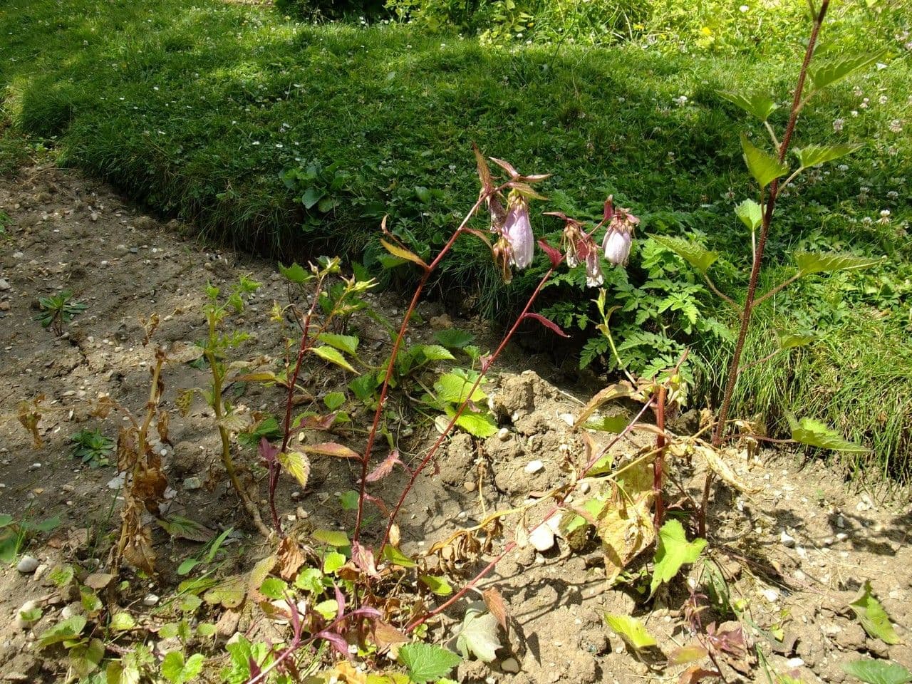 Campanula puntata 10