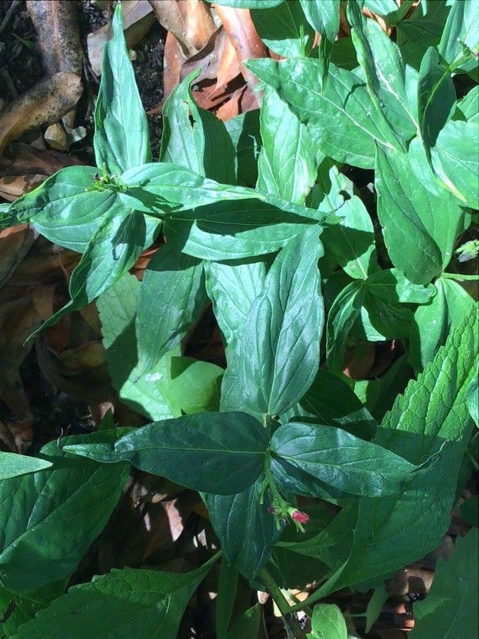 Spigelia 7