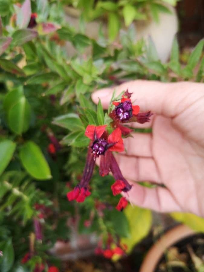 Cuphea llavea 5