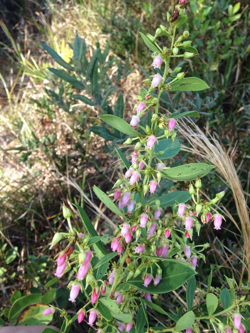 Lyonia lucida 7