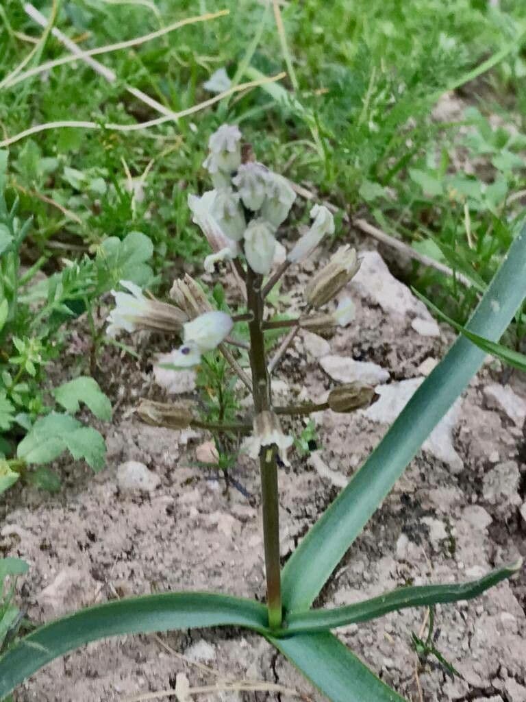 Bellevalia romana 13
