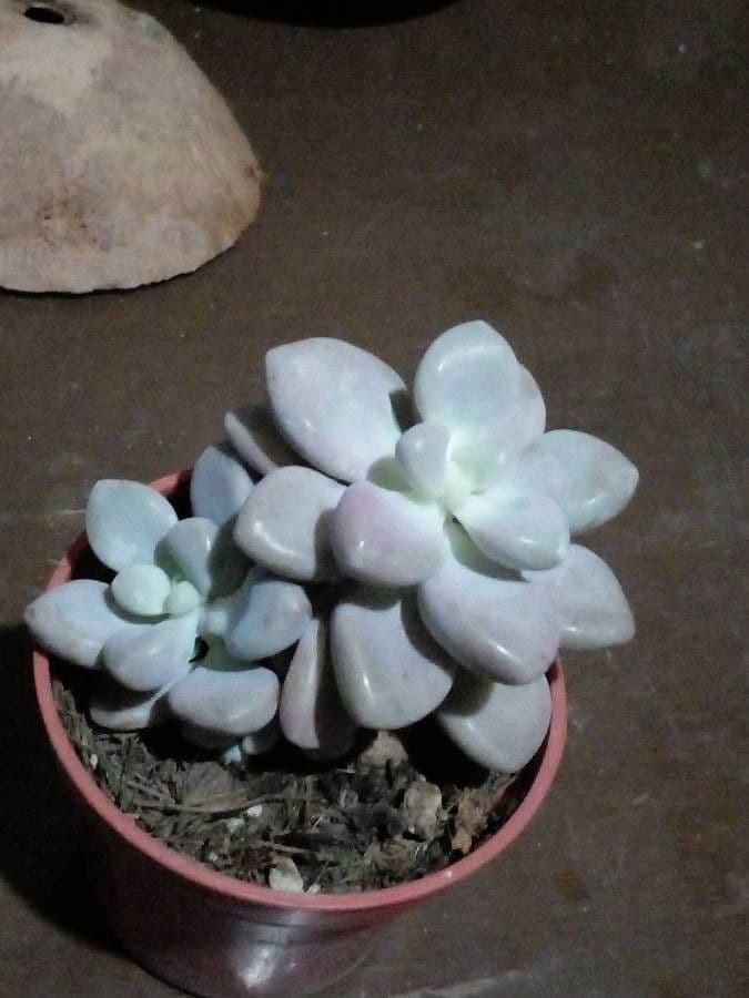 Graptopetalum 9