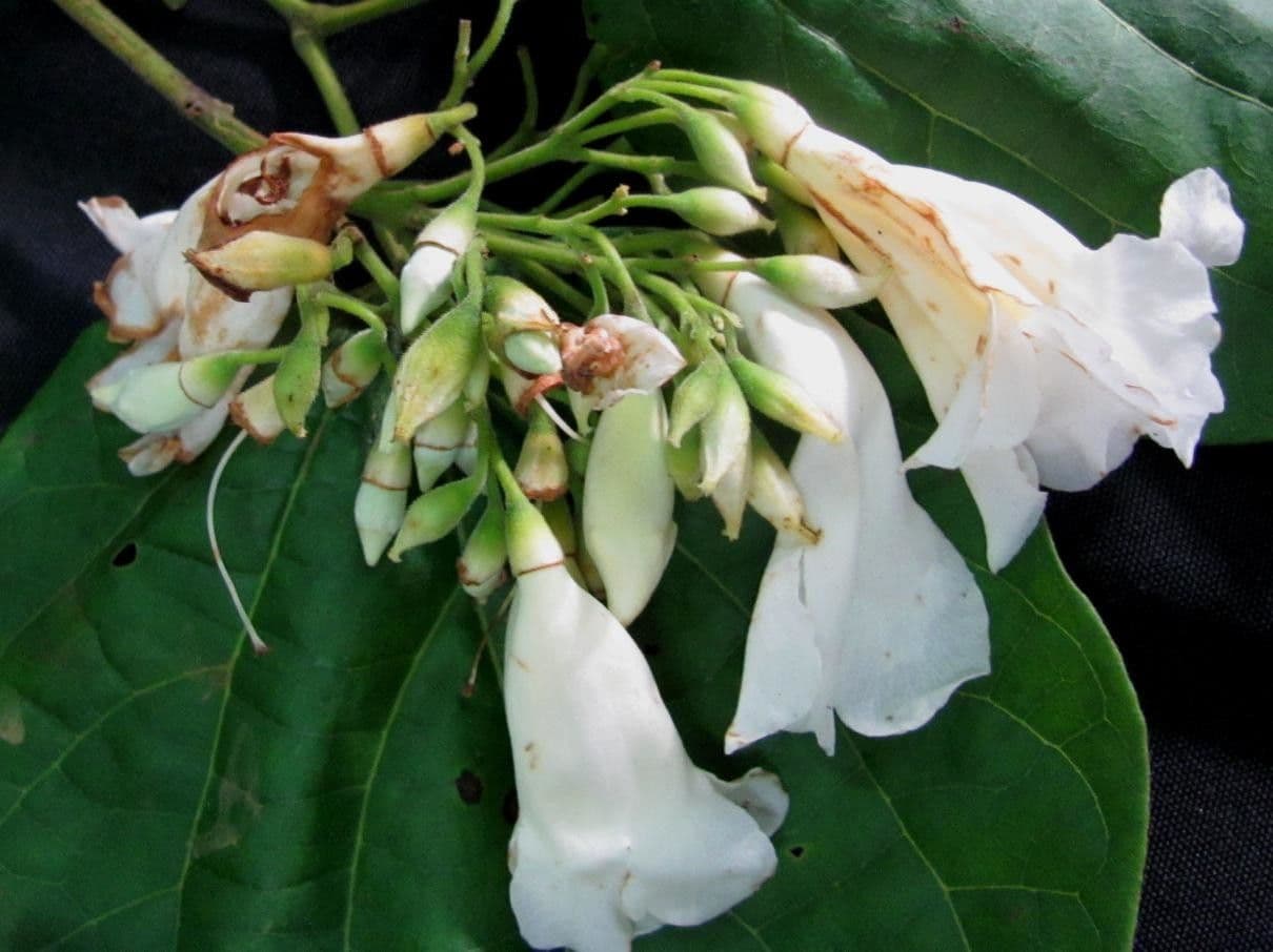 Lundia corimbosa 3