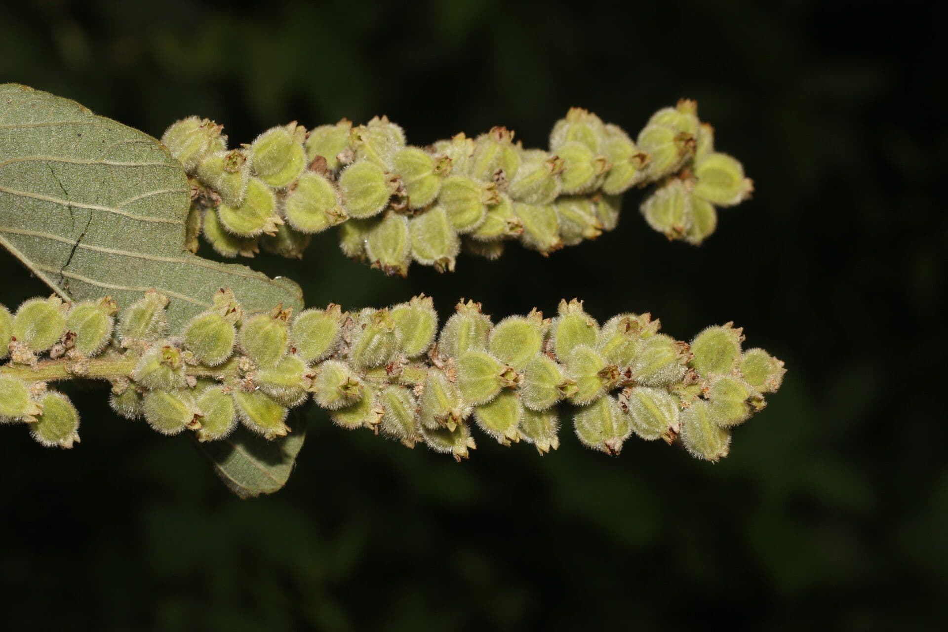 Gouania vellutata