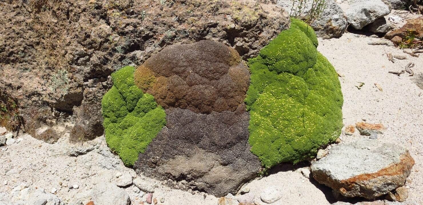 Azorella 5