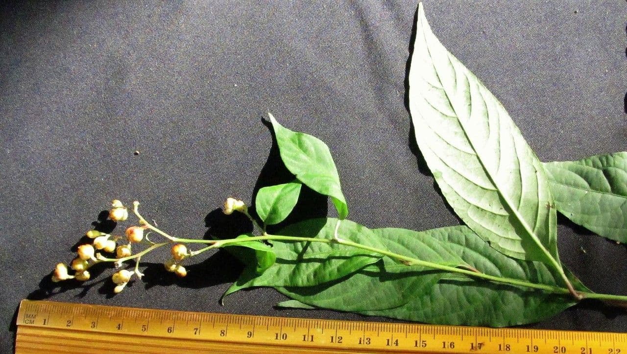 Pleuropetalum 15