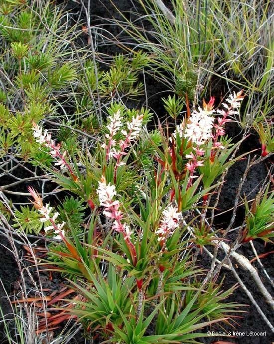 Dracophyllum 10