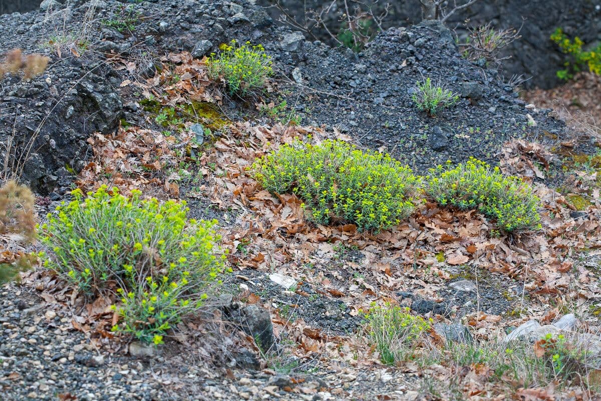 Euphorbia 15