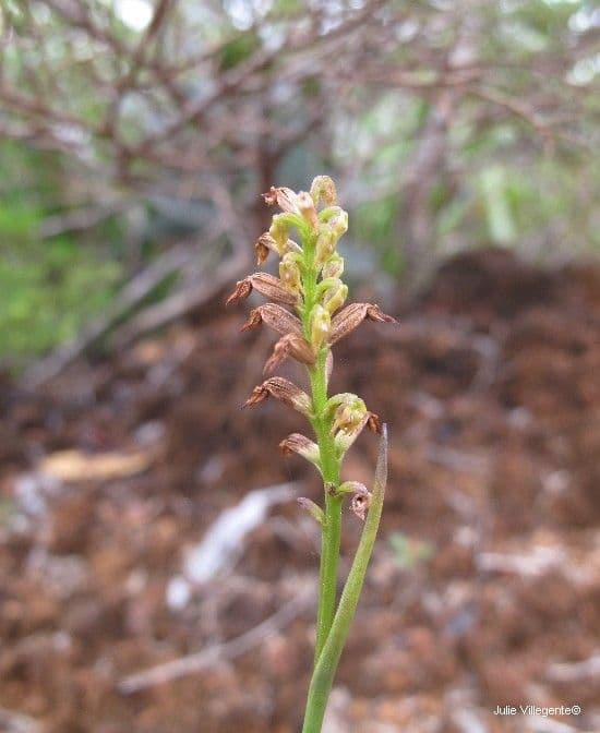 Genoplesium 8