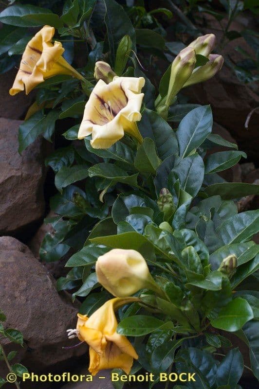 Kelchblume 24