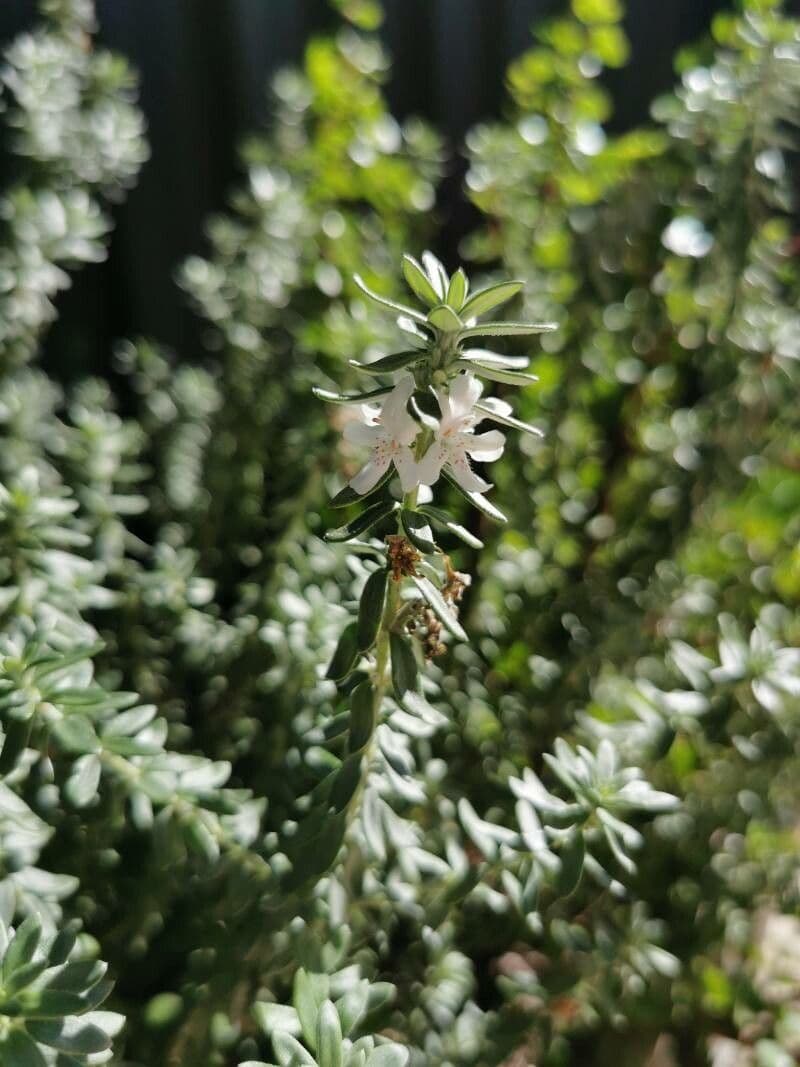 Westringia arbustiva 4