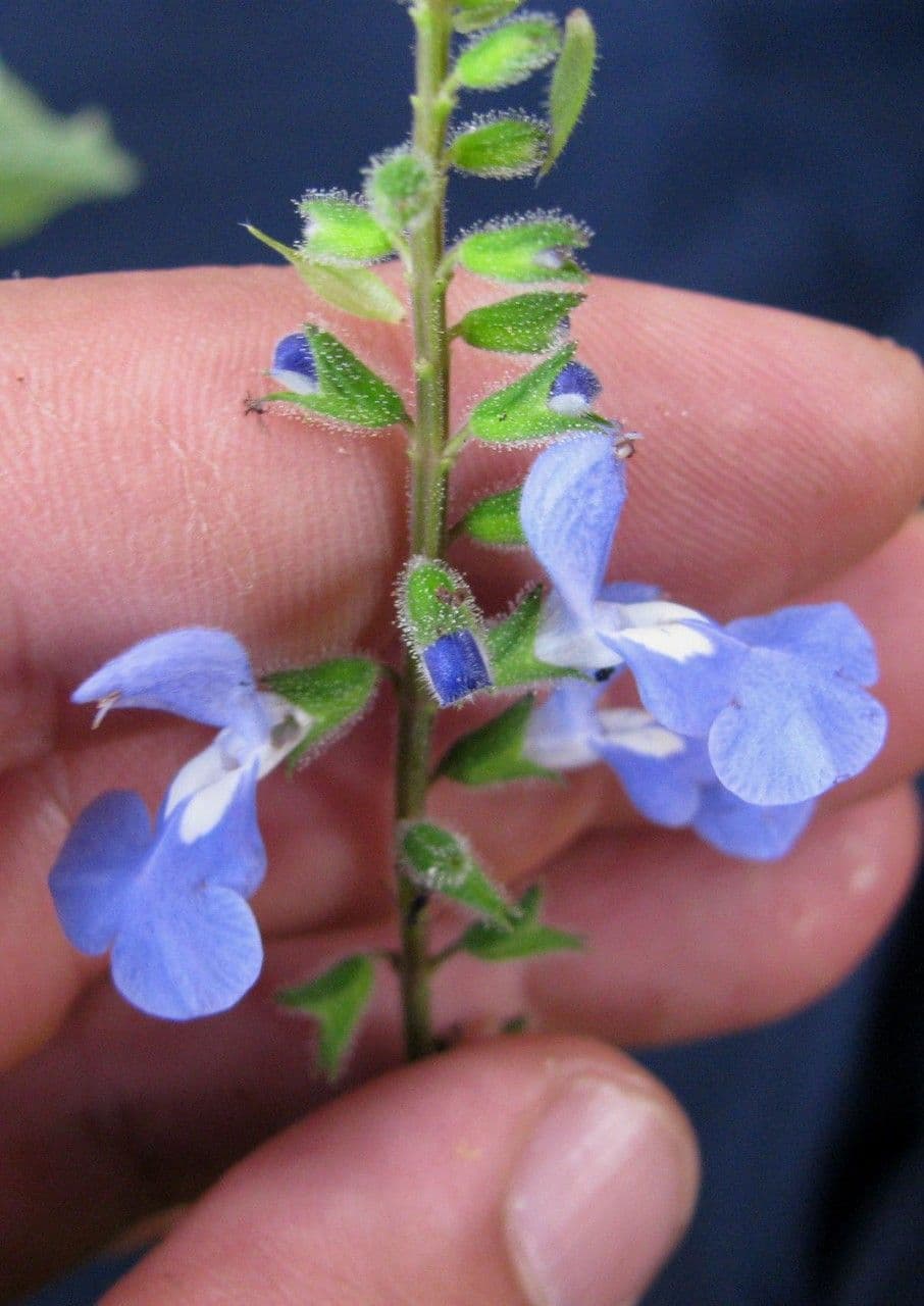 Salvia 3