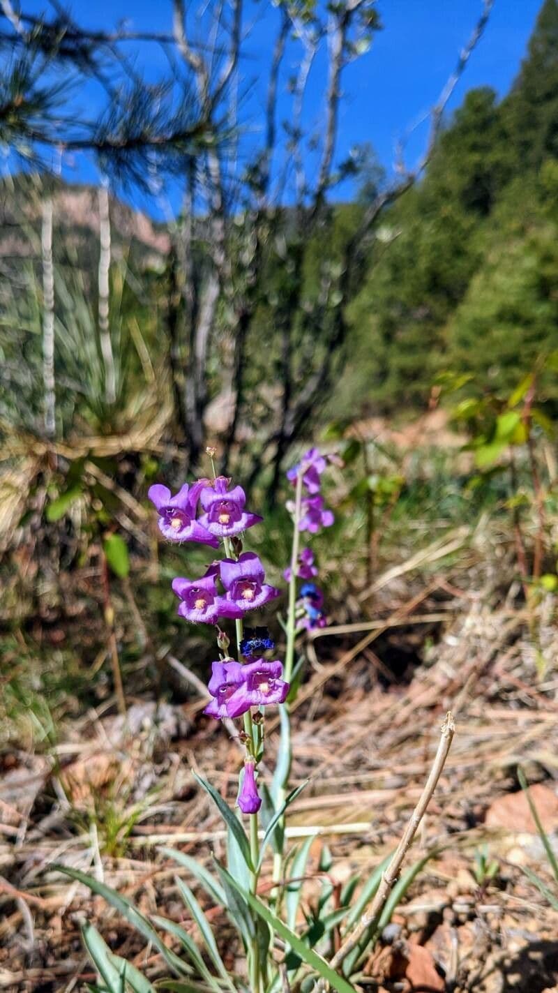 Penstemon secundiflorus