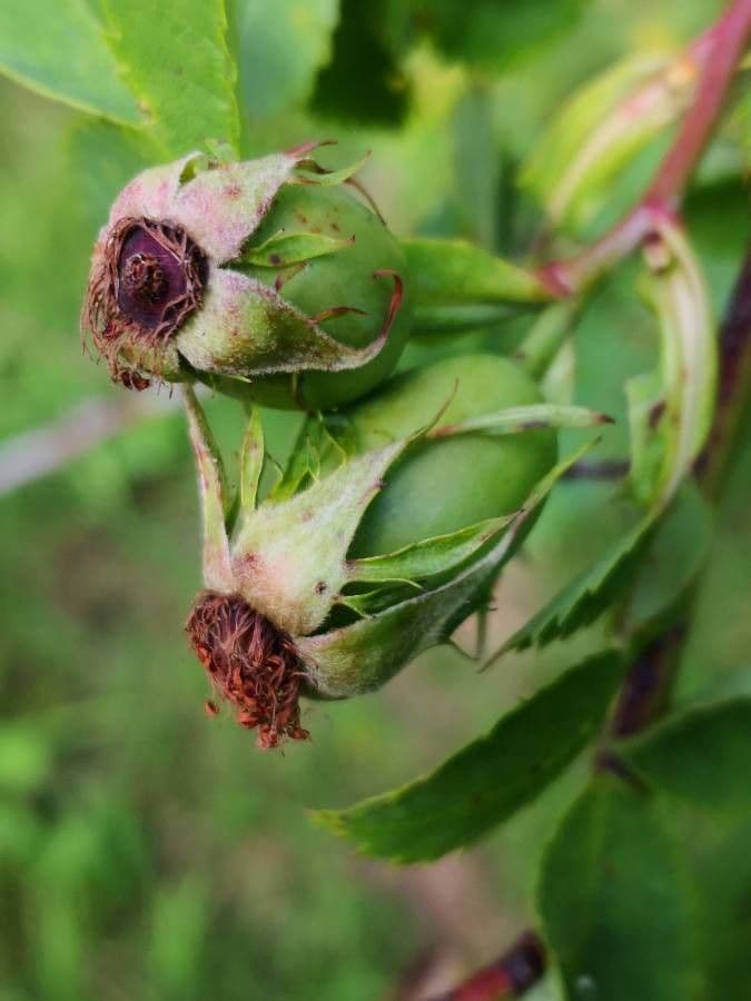 Rosa 4