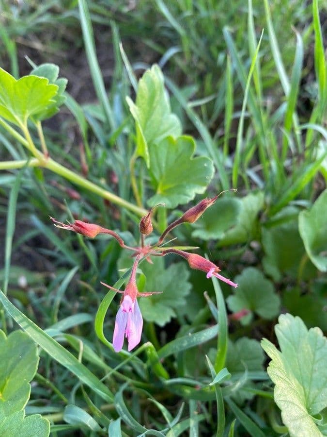 Pelargonio