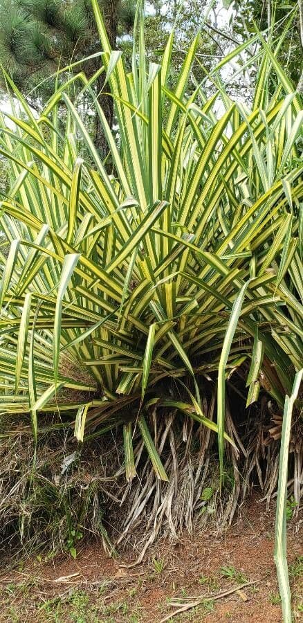 Yuca flaccida 16