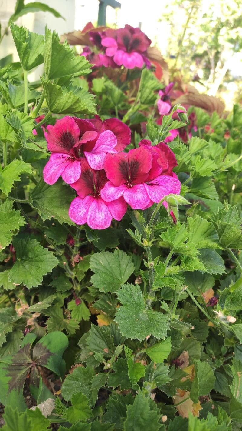 Pelargonio 6