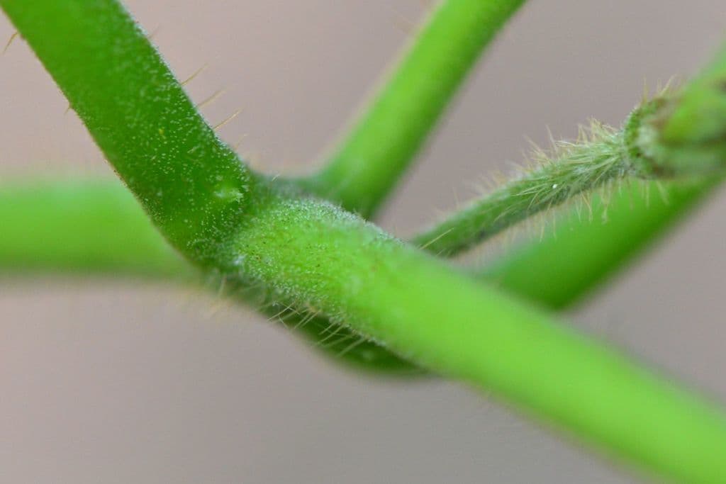 Matelea 6