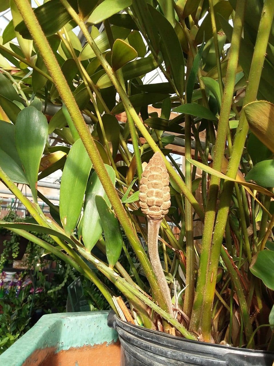 Zamia 6