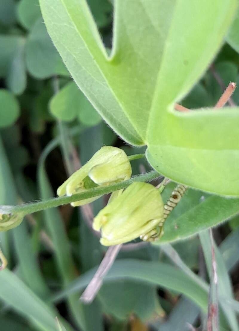 Passiflora suberosa 21