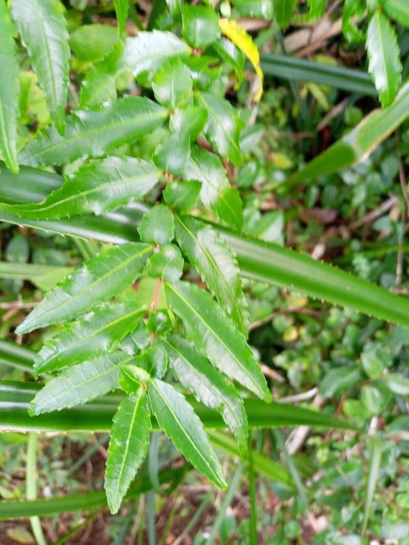 Azara 13