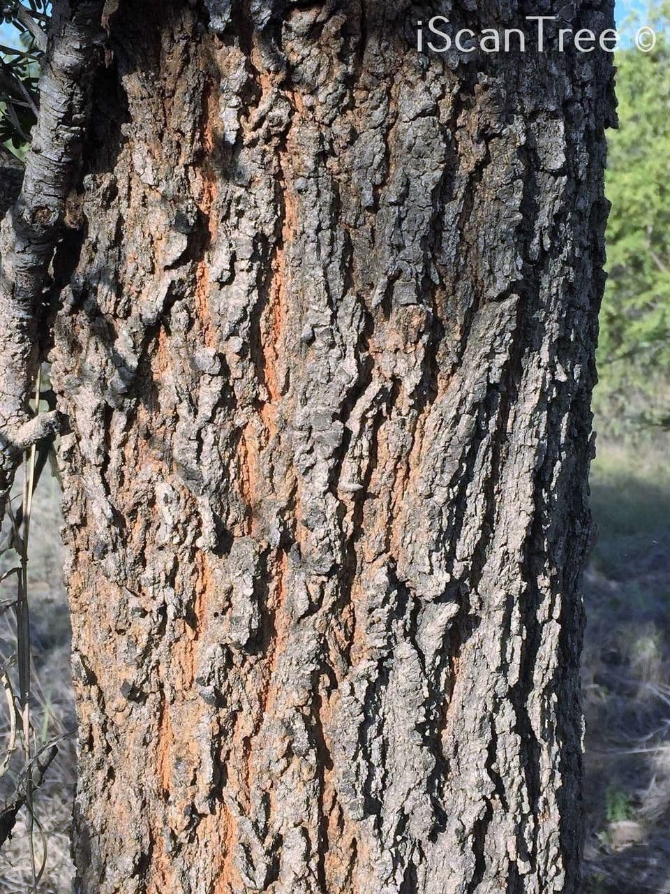 Vachellia gerrardii 15