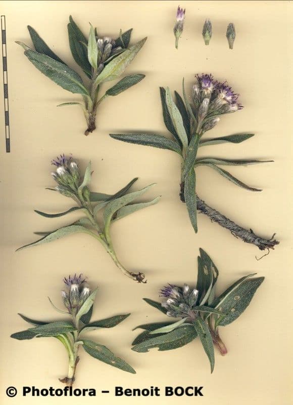 Saussurea 24