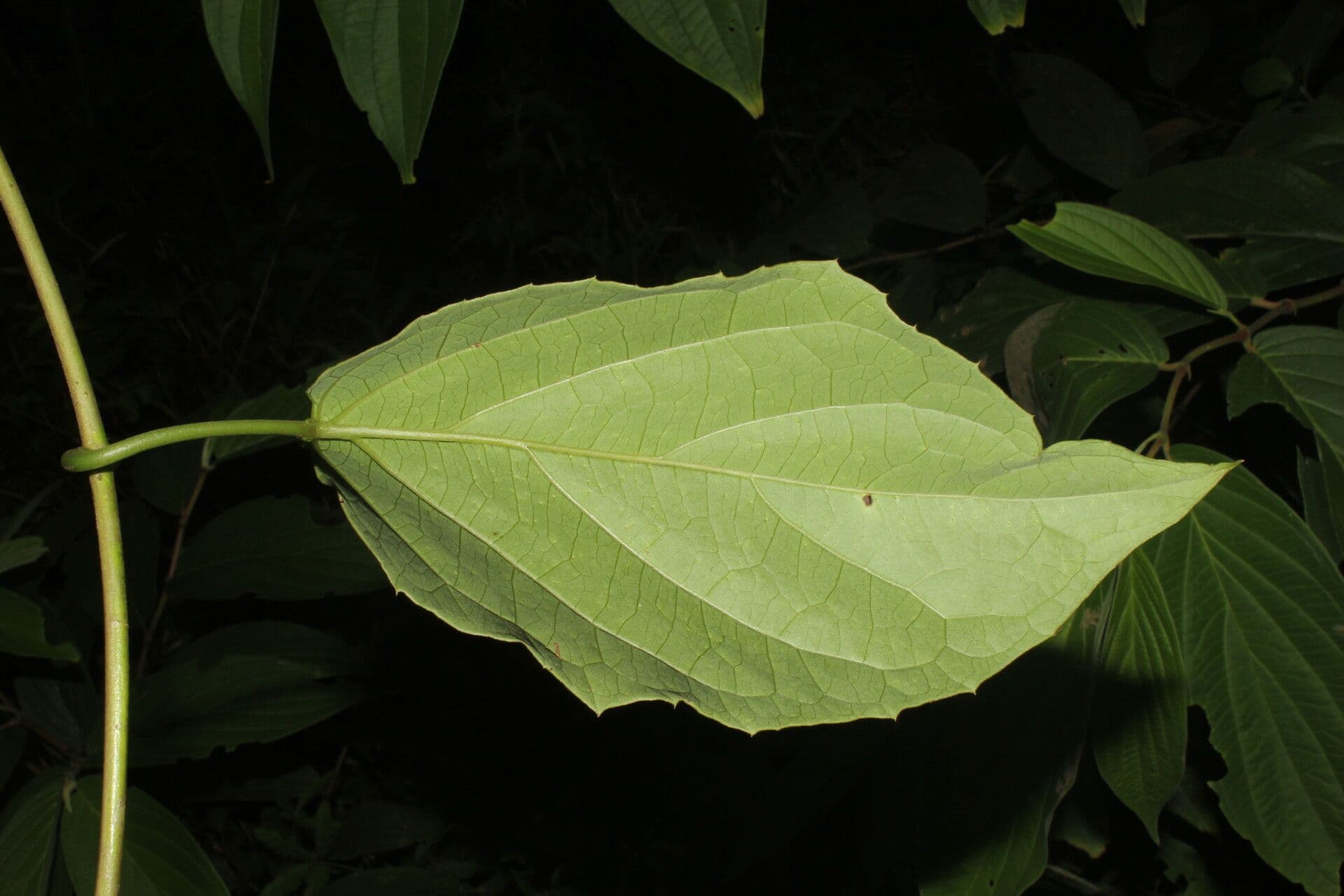Stigmaphyllon 8