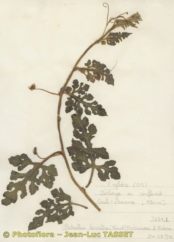 Anguria 27
